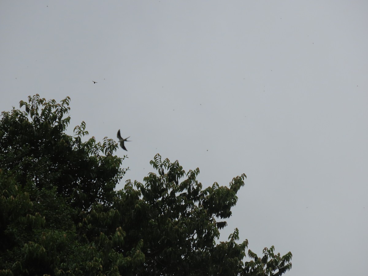 Swallow-tailed Kite - ML619014846