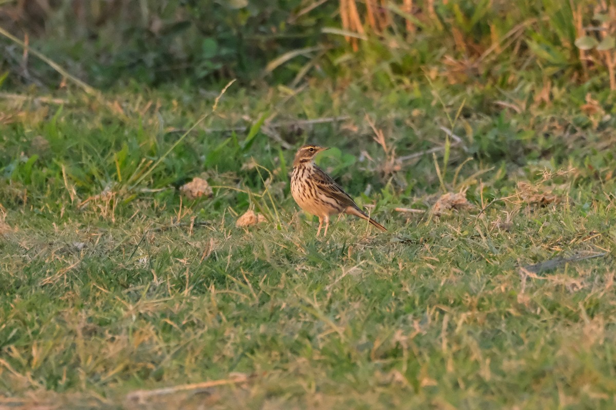 pipit sp. - ML619014847