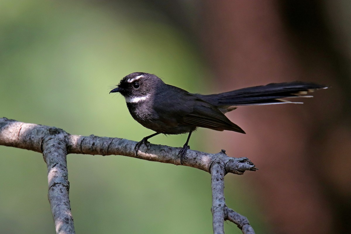 White-throated Fantail - ML619014876