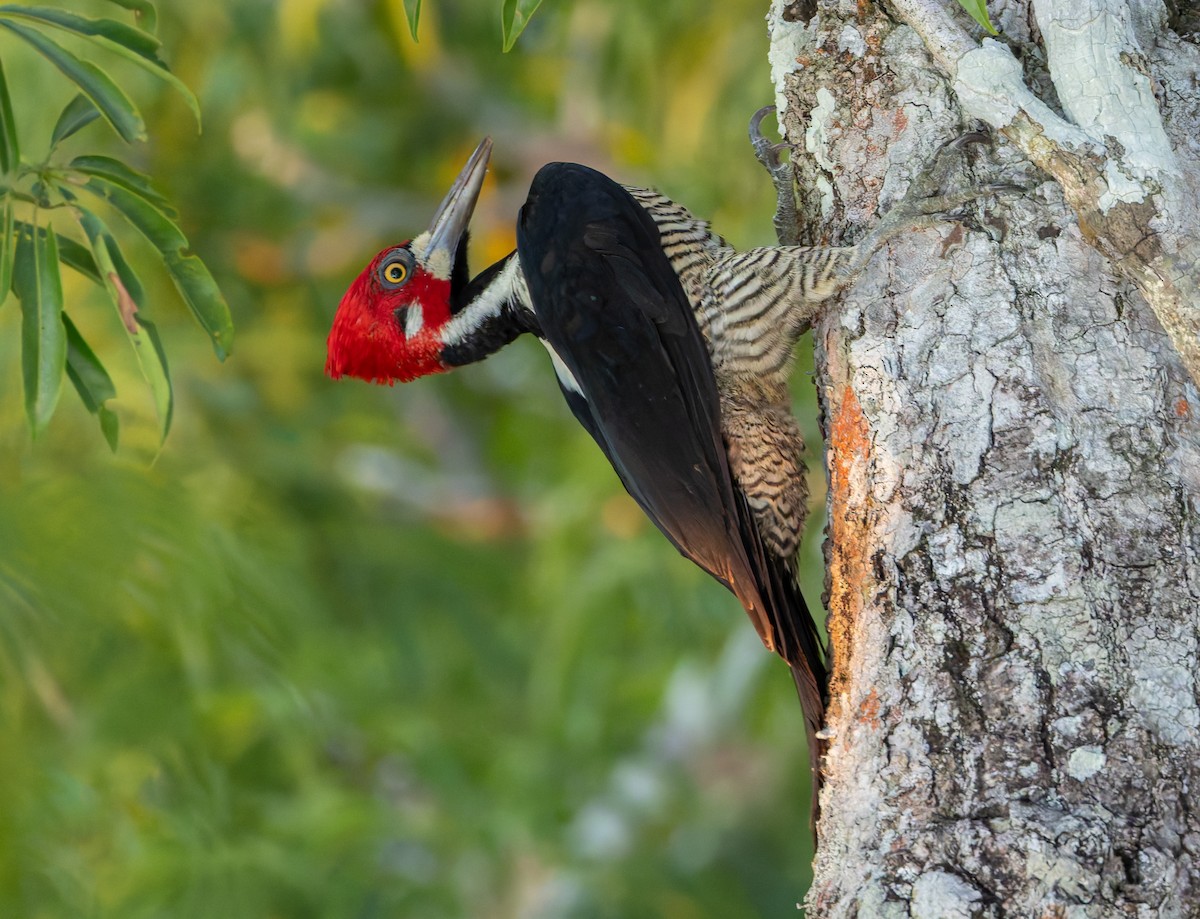 Crimson-crested Woodpecker - ML619014884