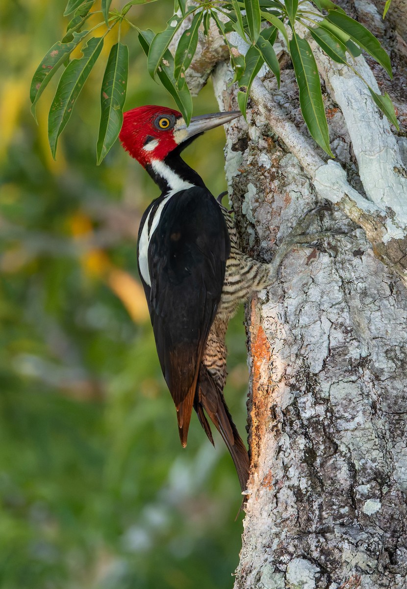 Crimson-crested Woodpecker - ML619014890