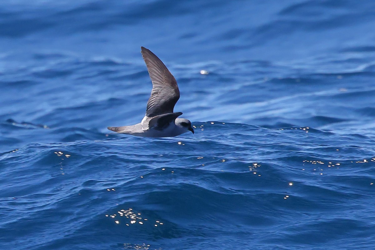 Fork-tailed Storm-Petrel - ML619014921