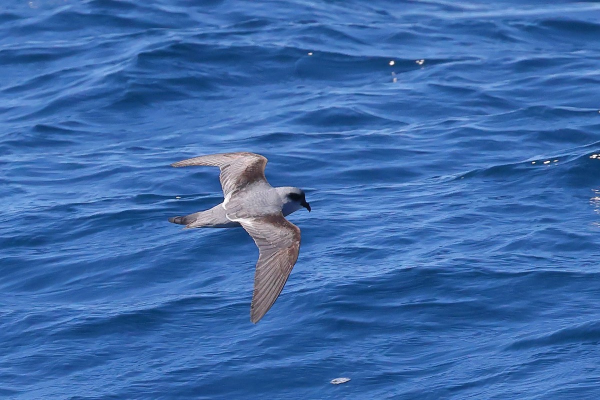 Fork-tailed Storm-Petrel - ML619014924