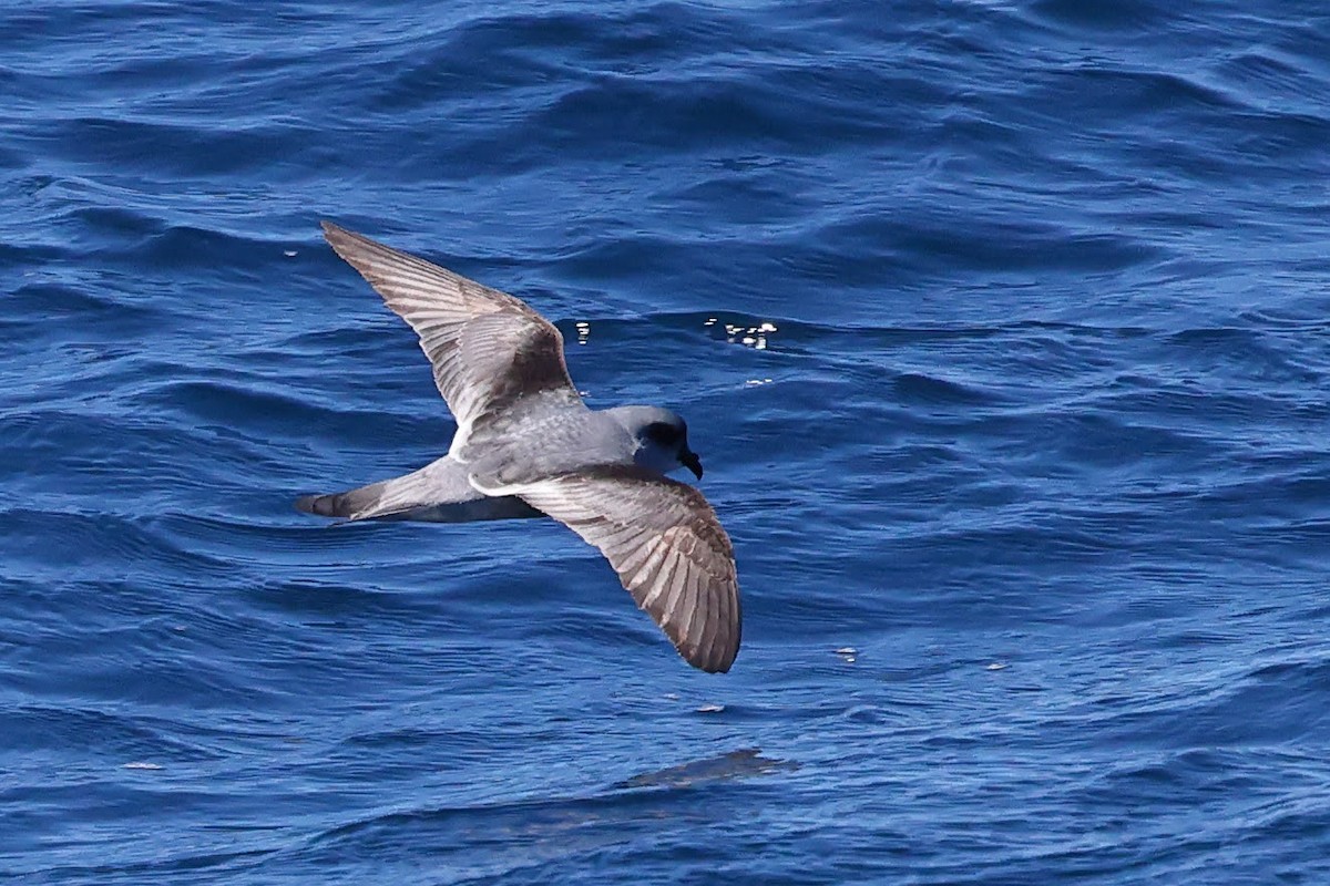 Fork-tailed Storm-Petrel - ML619014936