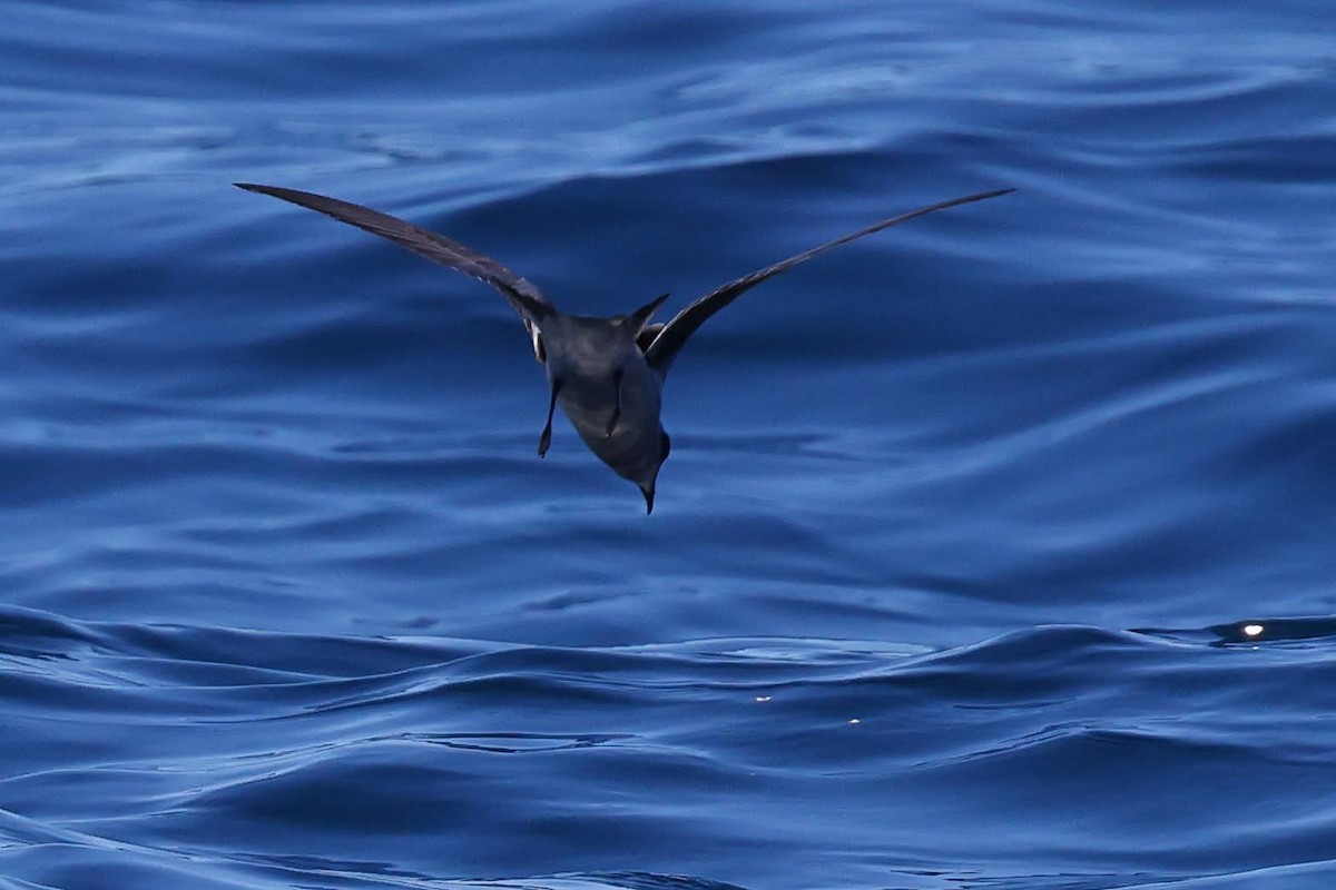 Fork-tailed Storm-Petrel - ML619014962