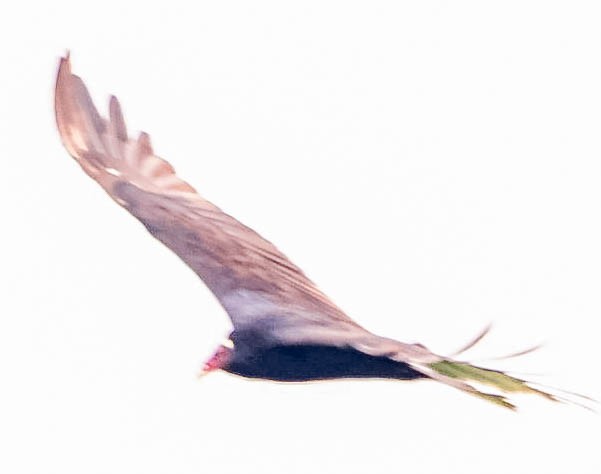 Turkey Vulture - Rafael Usme