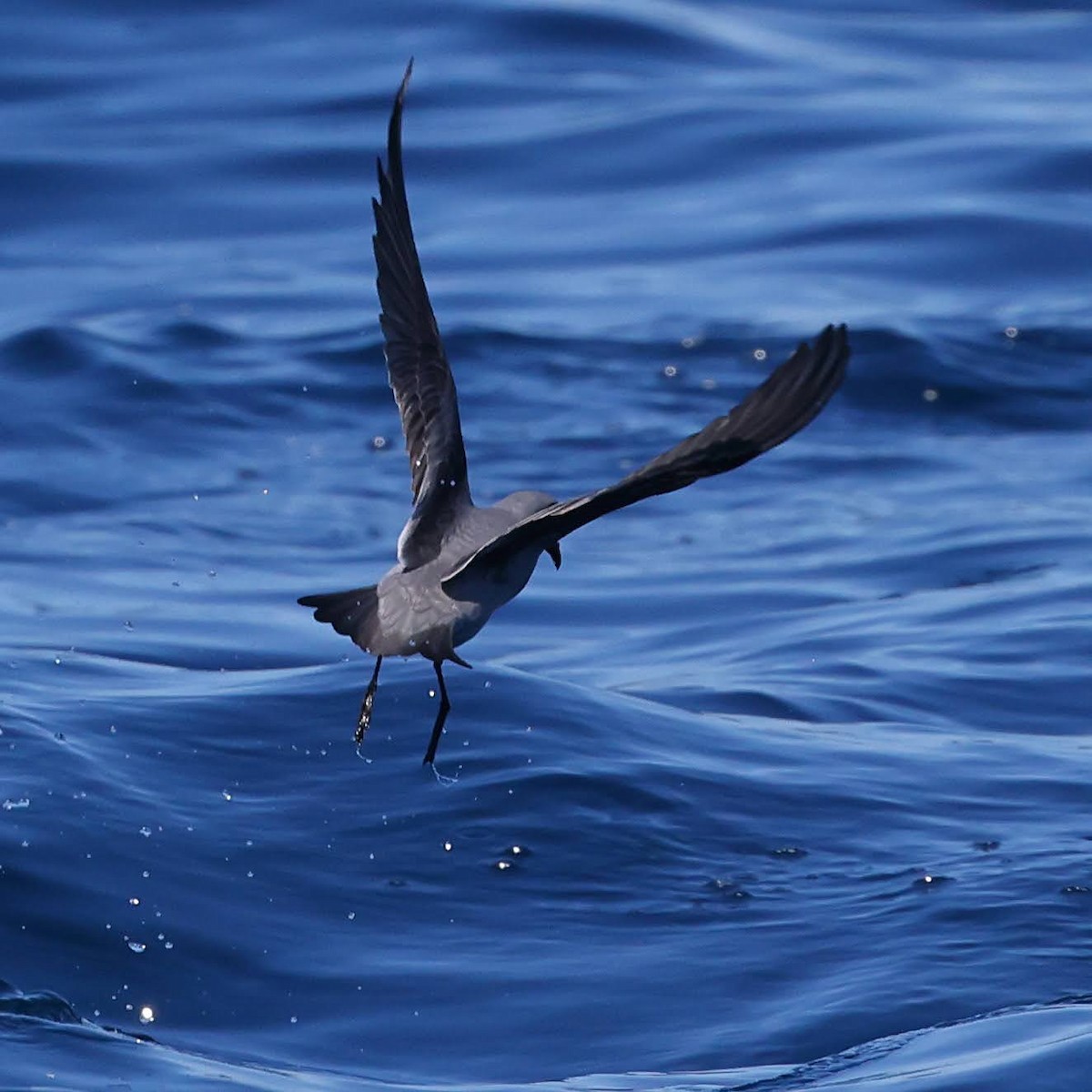 Fork-tailed Storm-Petrel - ML619014971