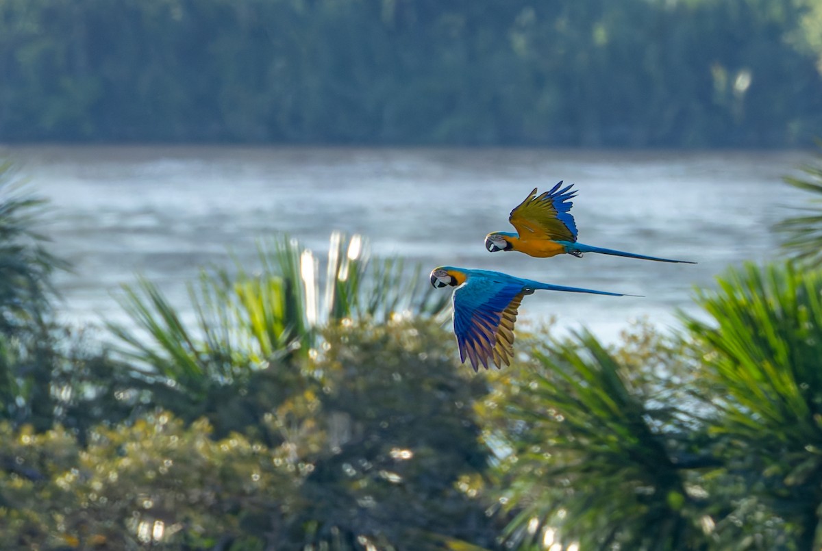 Blue-and-yellow Macaw - Joe Aliperti
