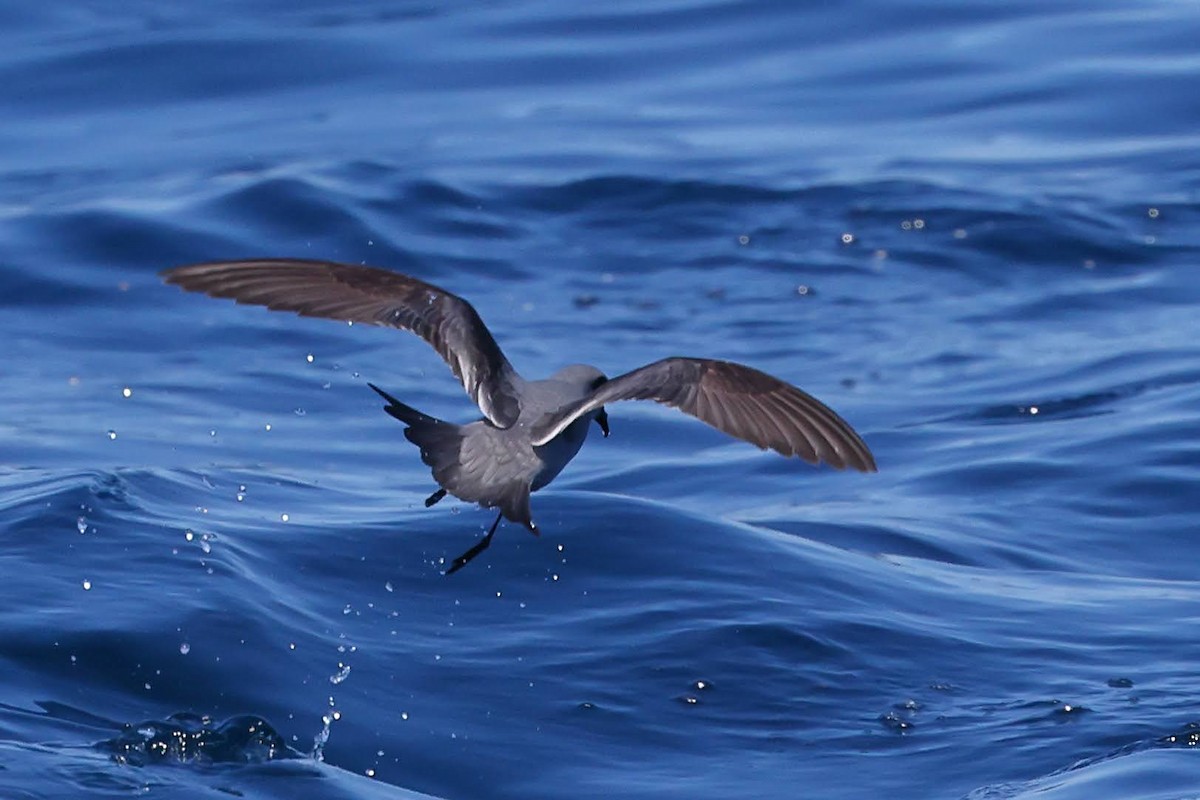 Fork-tailed Storm-Petrel - ML619014977