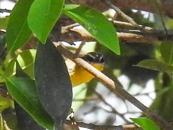 Rufous-capped Warbler - ML619014988