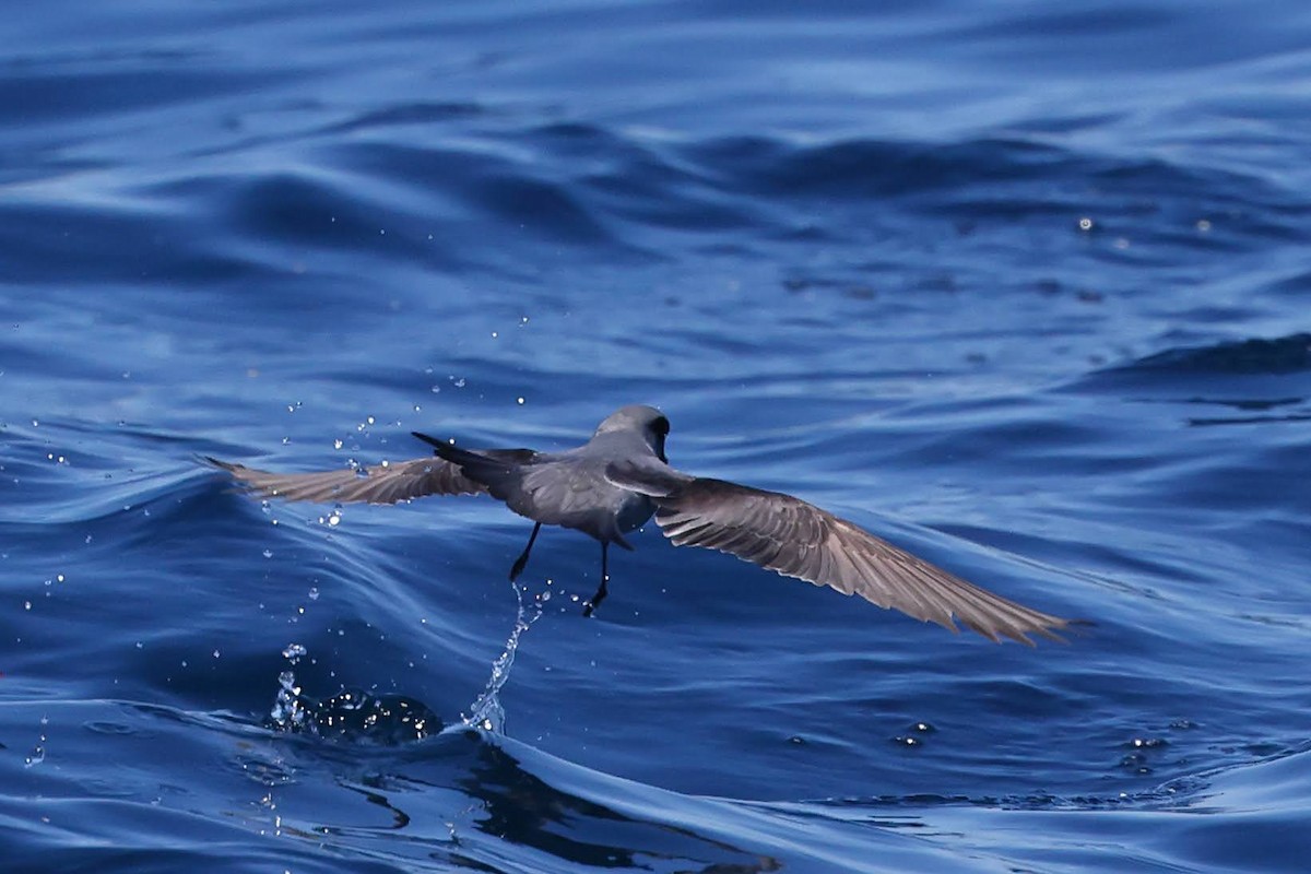 Fork-tailed Storm-Petrel - ML619014989