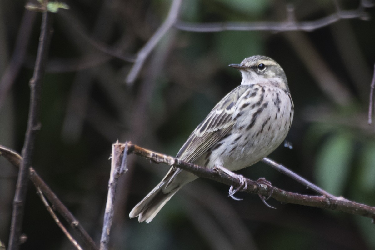 Rosy Pipit - ML619014999