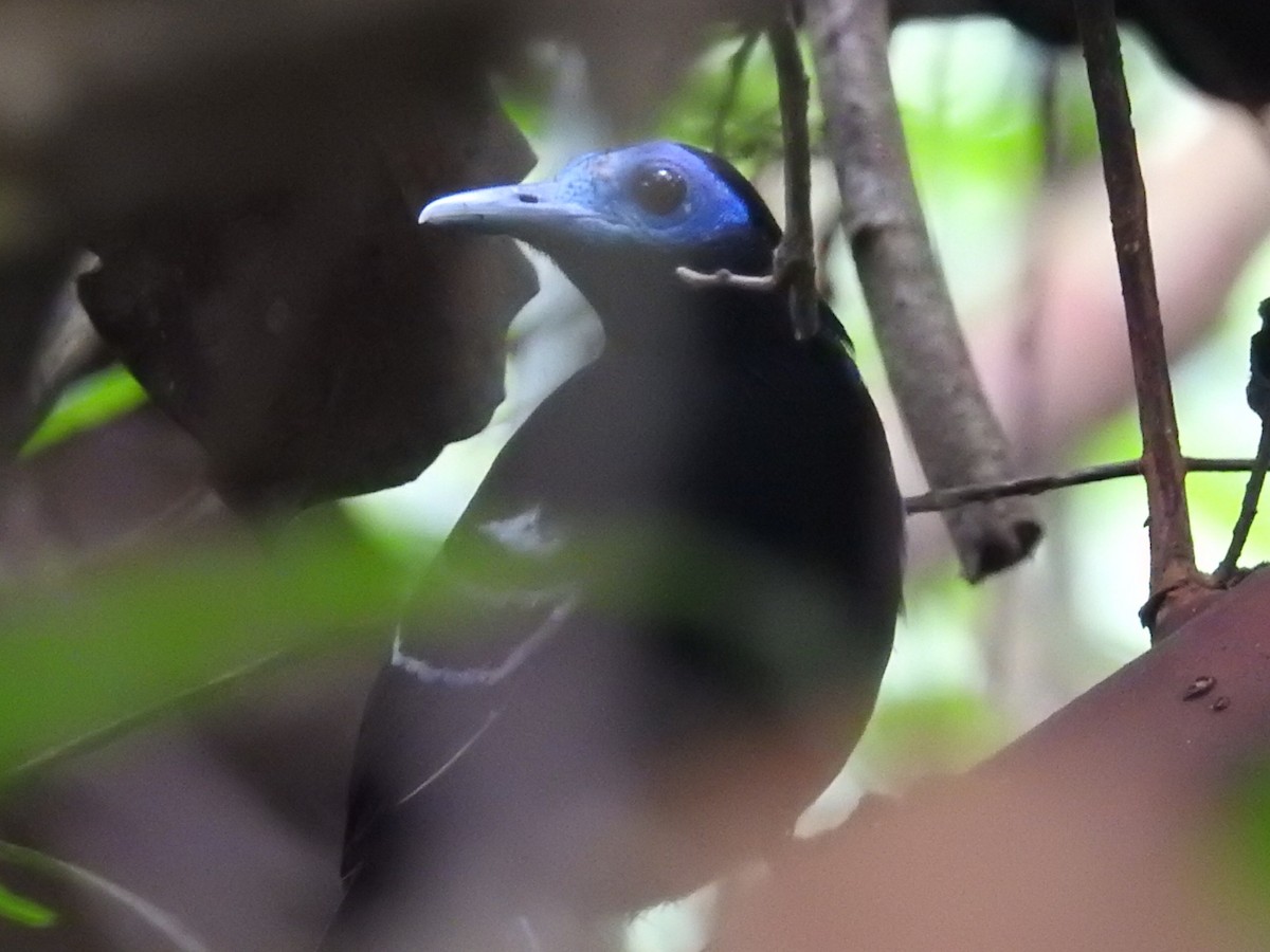 Bare-crowned Antbird - ML619015010