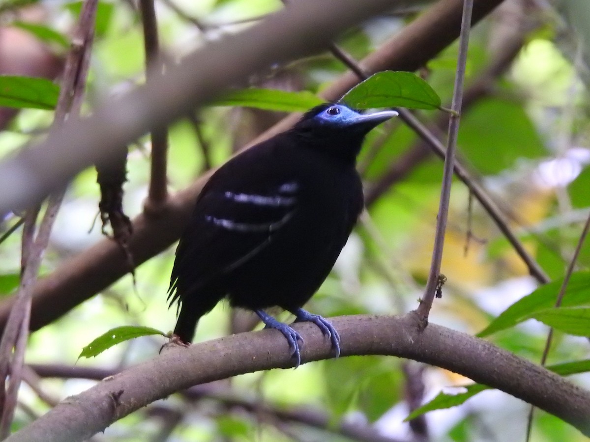 Bare-crowned Antbird - ML619015011