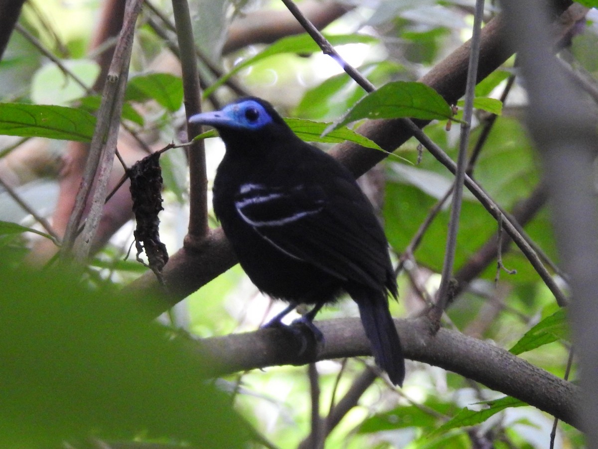 Bare-crowned Antbird - ML619015012