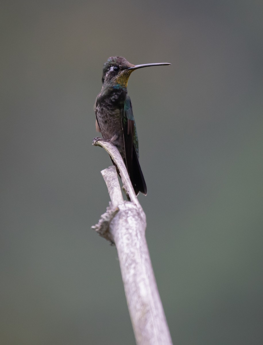 Rivoli's Hummingbird - ML619015018