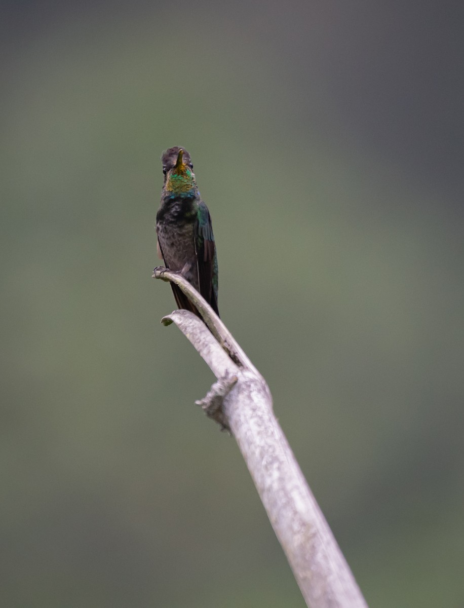 kolibřík skvostný - ML619015019