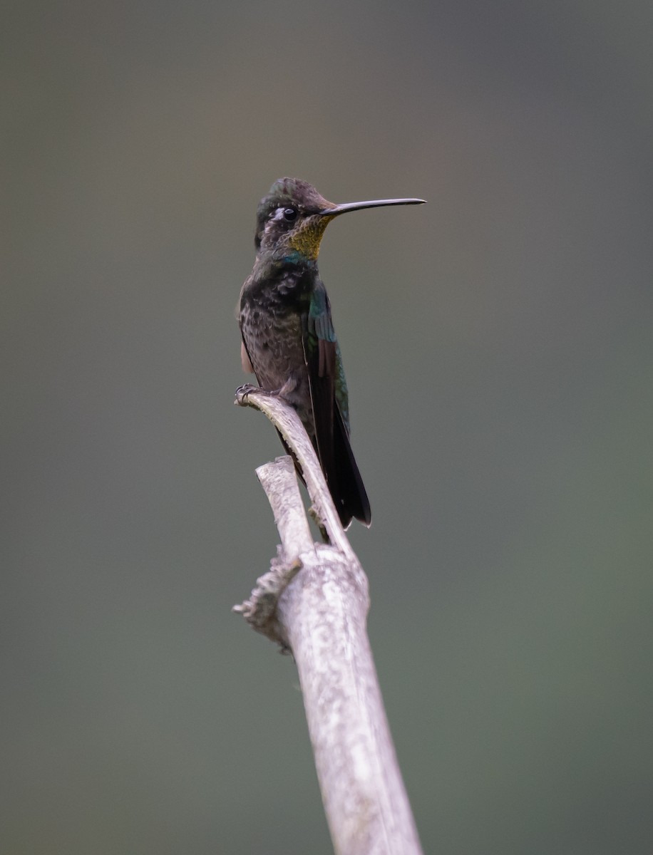 kolibřík skvostný - ML619015020