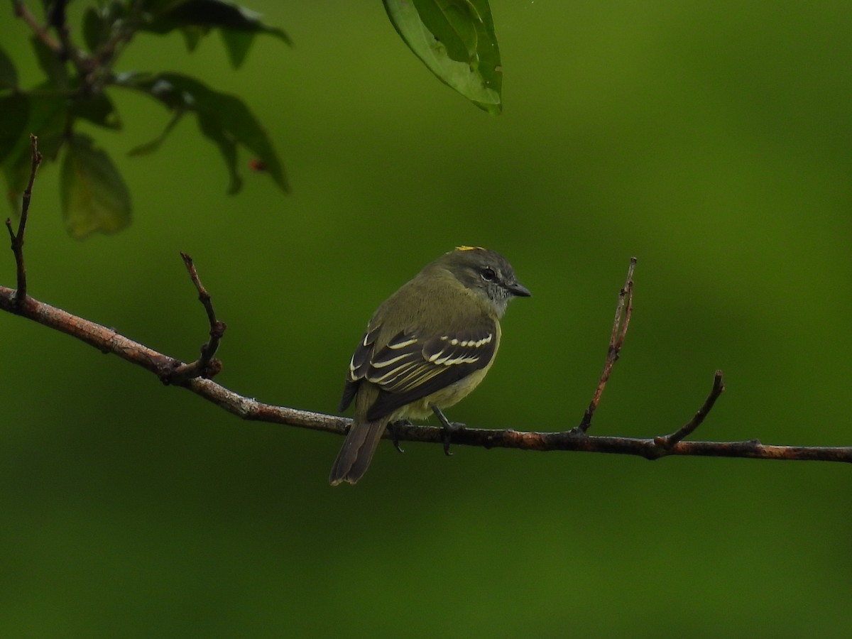 Yellow-crowned Tyrannulet - ML619015035
