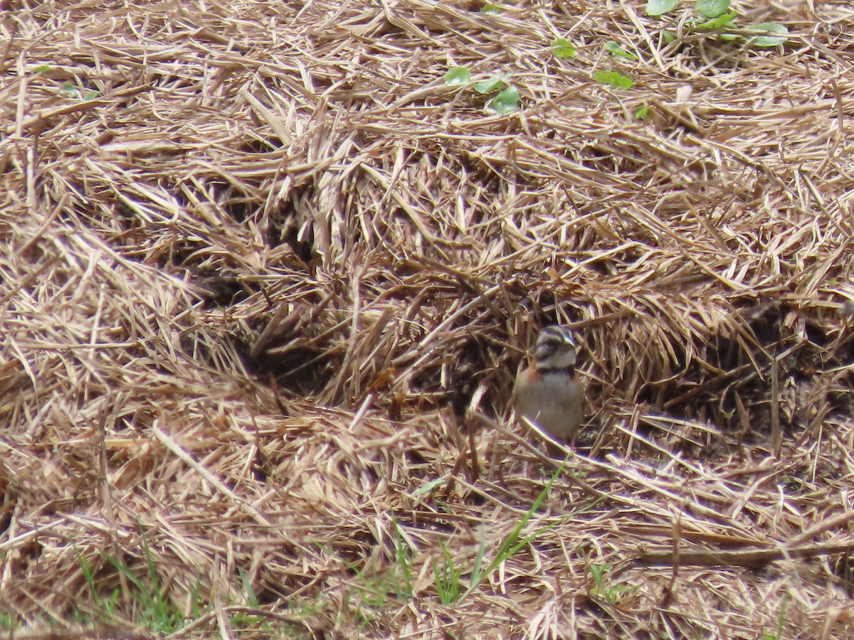Rufous-collared Sparrow - ML619015042