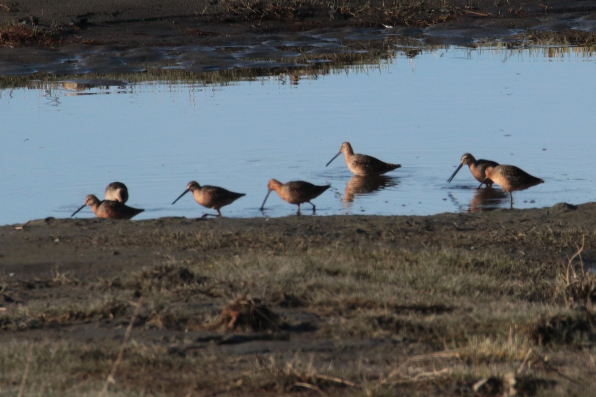 Long-billed Dowitcher - ML619015046