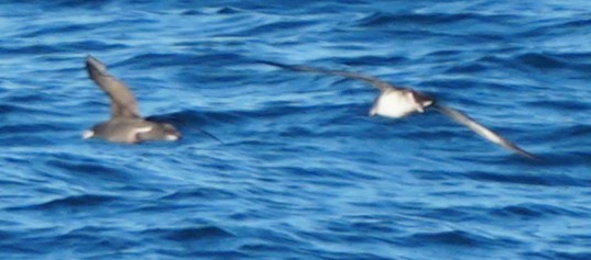 Pink-footed Shearwater - ML619015051