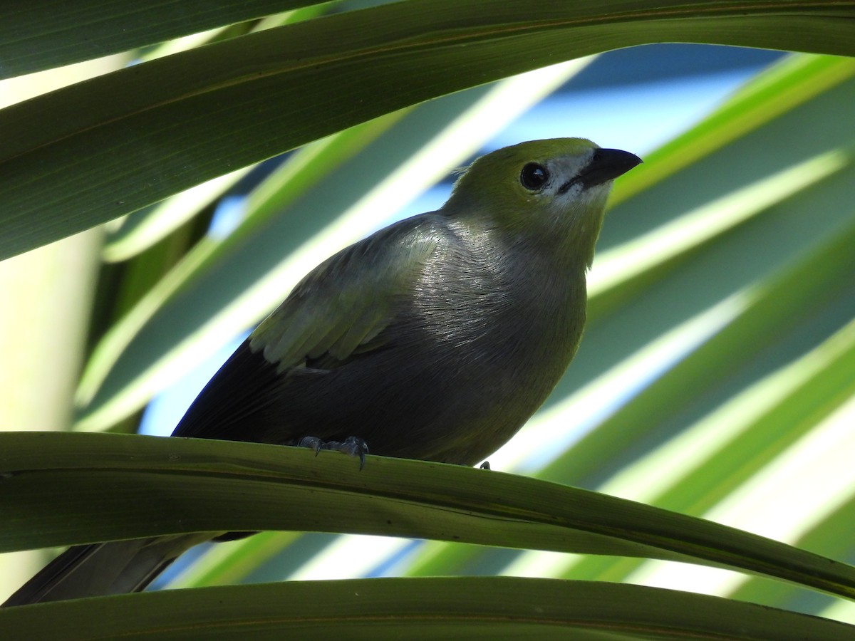 Palm Tanager - ML619015070
