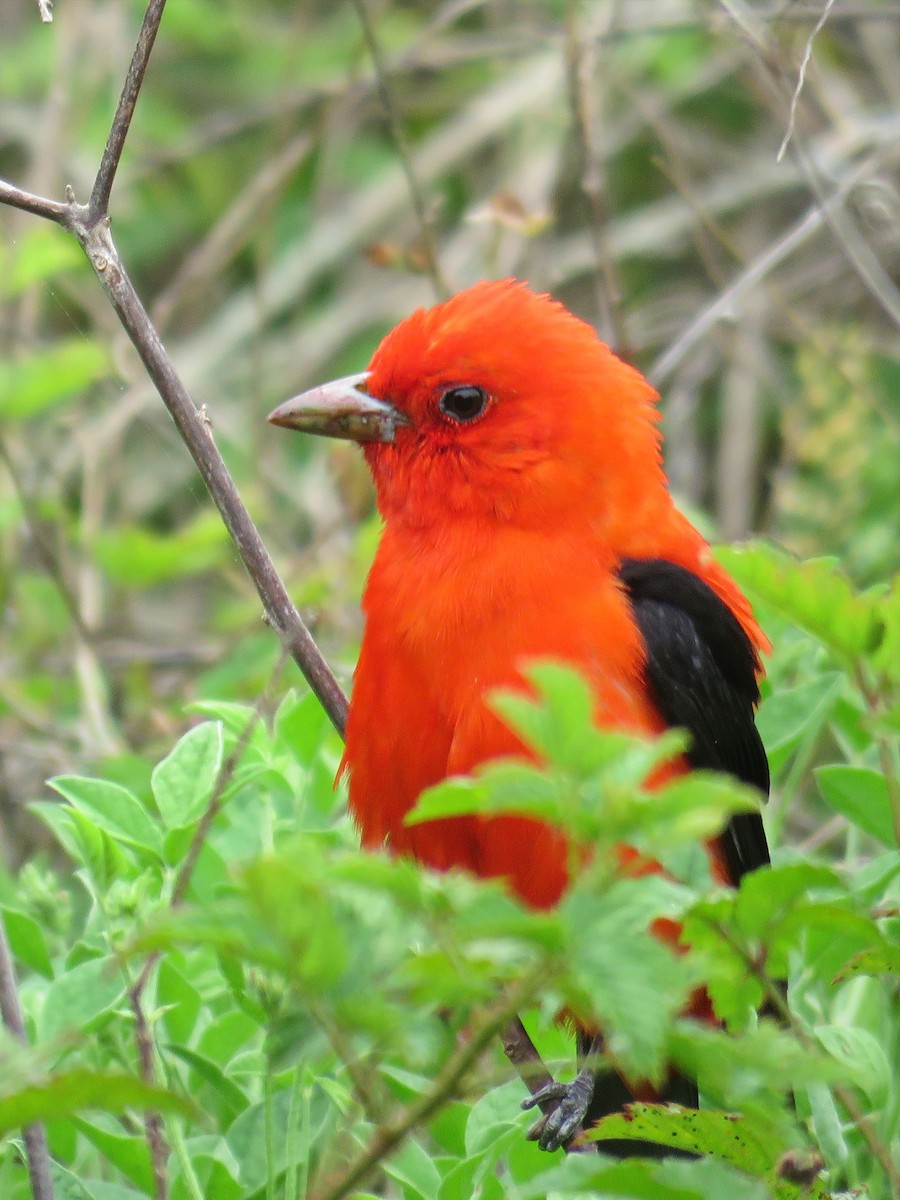 Scarlet Tanager - ML619015079