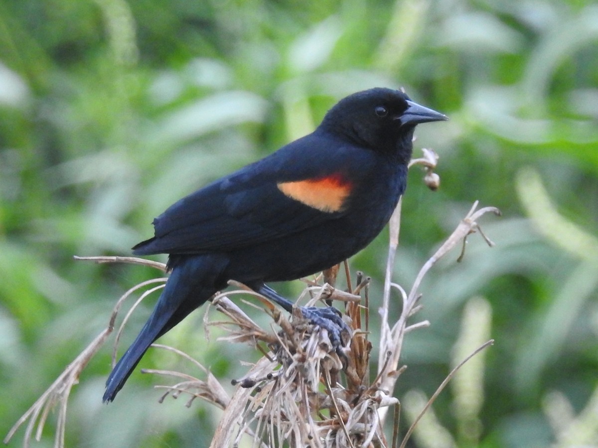 Red-winged Blackbird - ML619015090