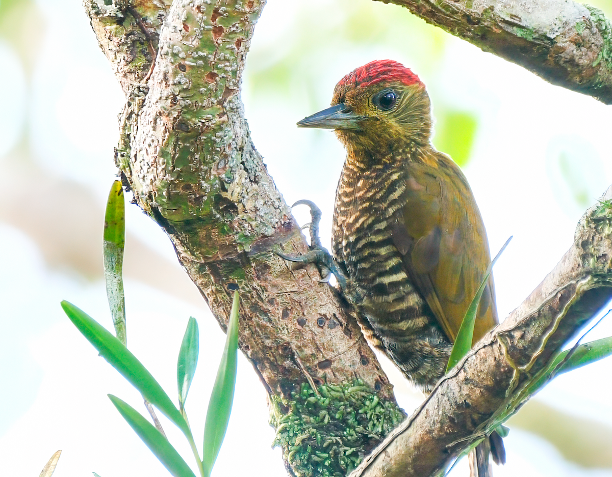 Red-stained Woodpecker - ML619015142