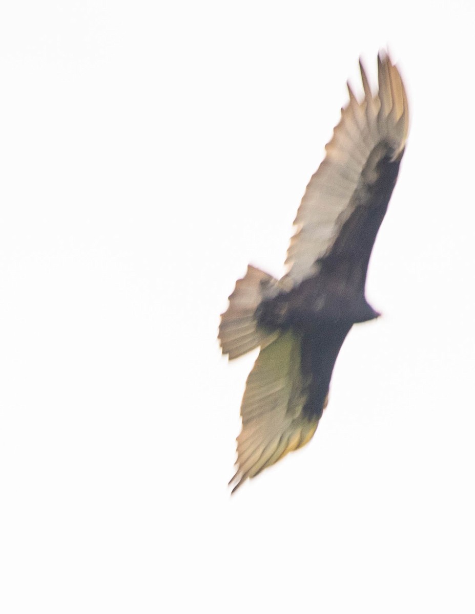 Turkey Vulture - ML619015172