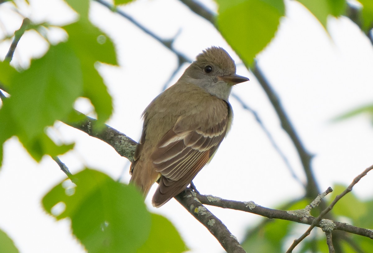 Great Crested Flycatcher - ML619015181