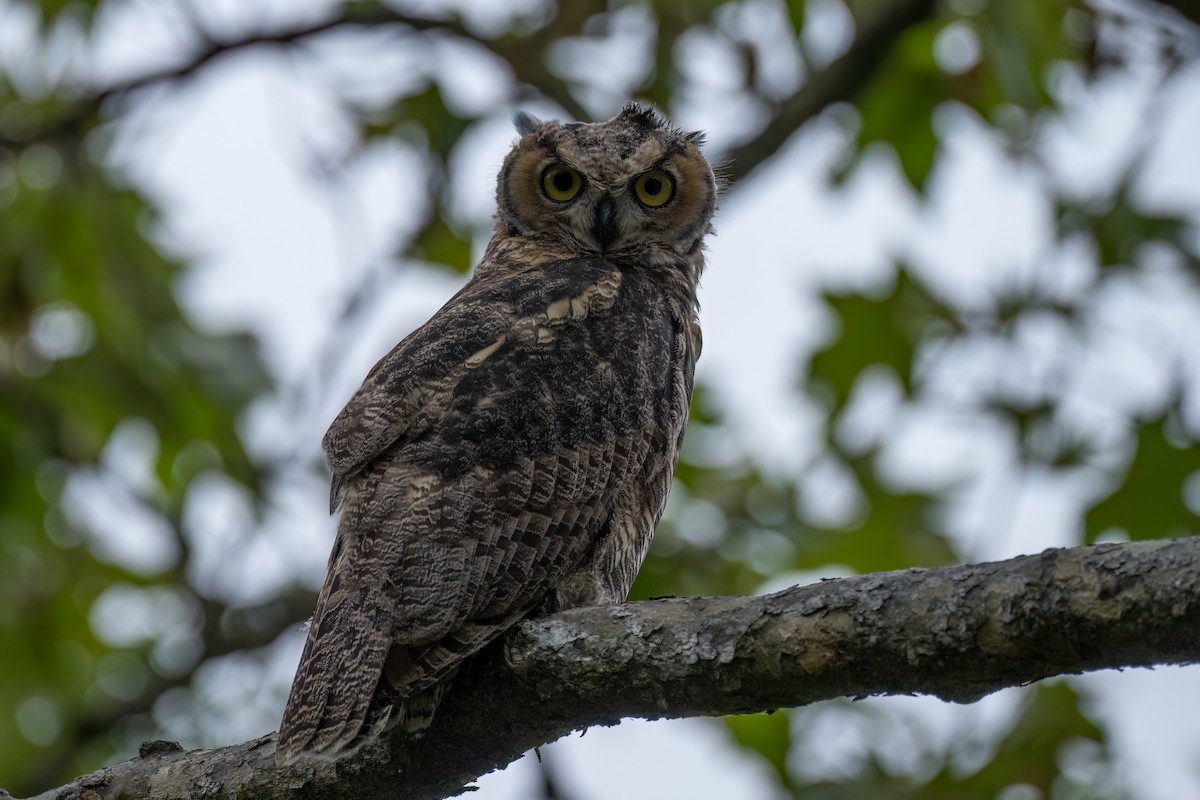 Great Horned Owl - ML619015209
