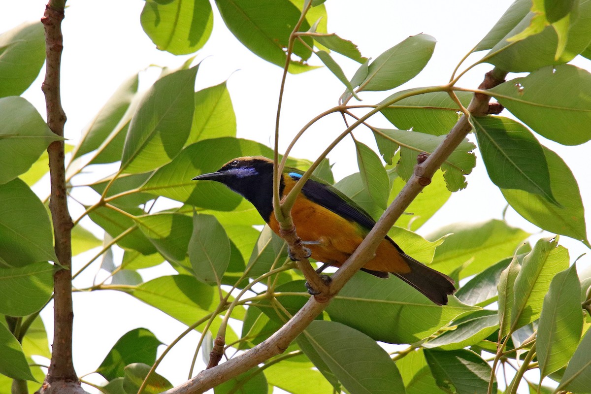 Orange-bellied Leafbird - ML619015216