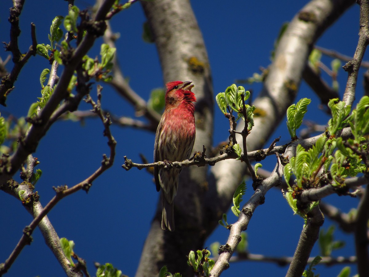House Finch - Eric Ray