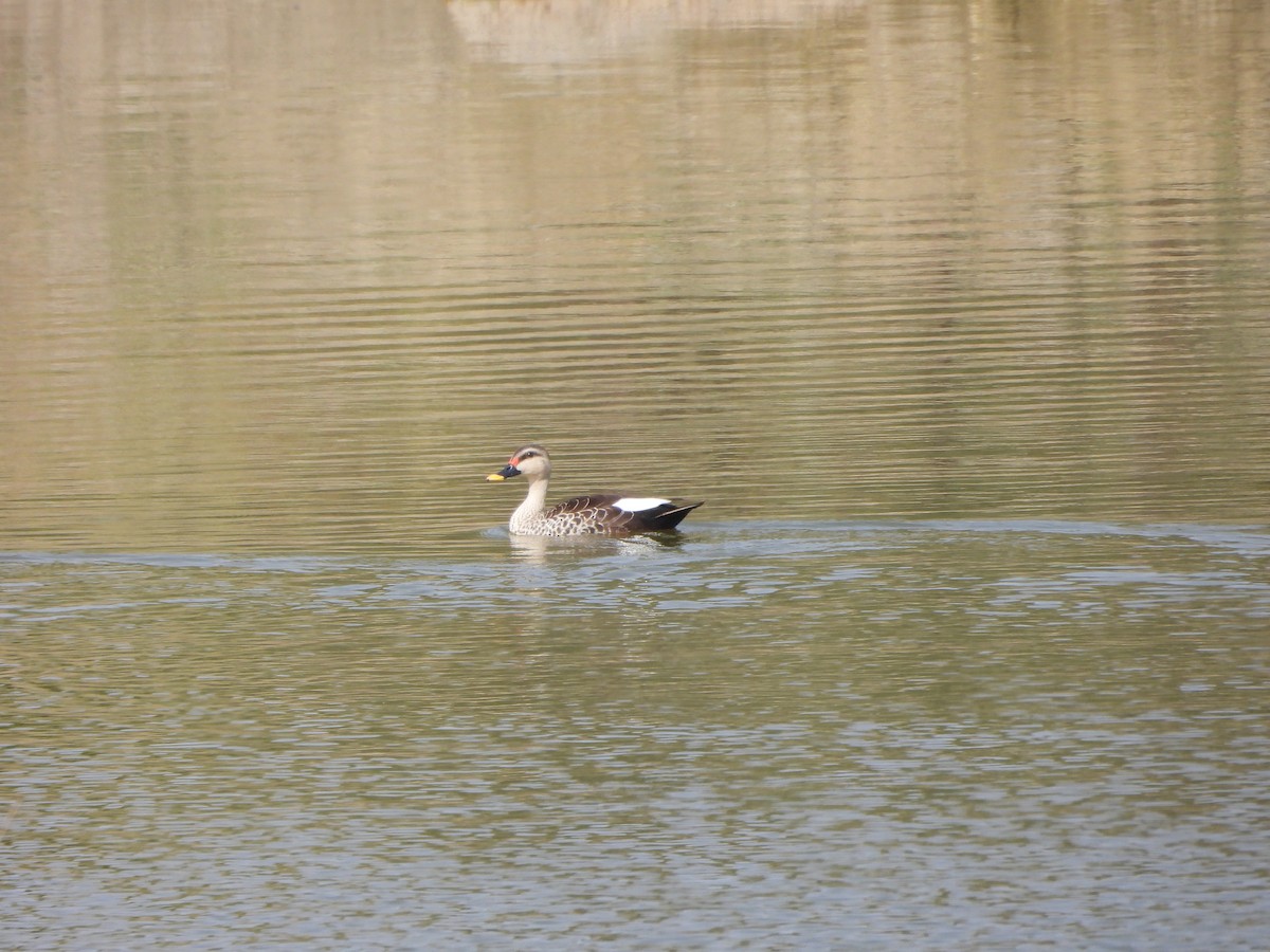 Indian Spot-billed Duck - ML619015281
