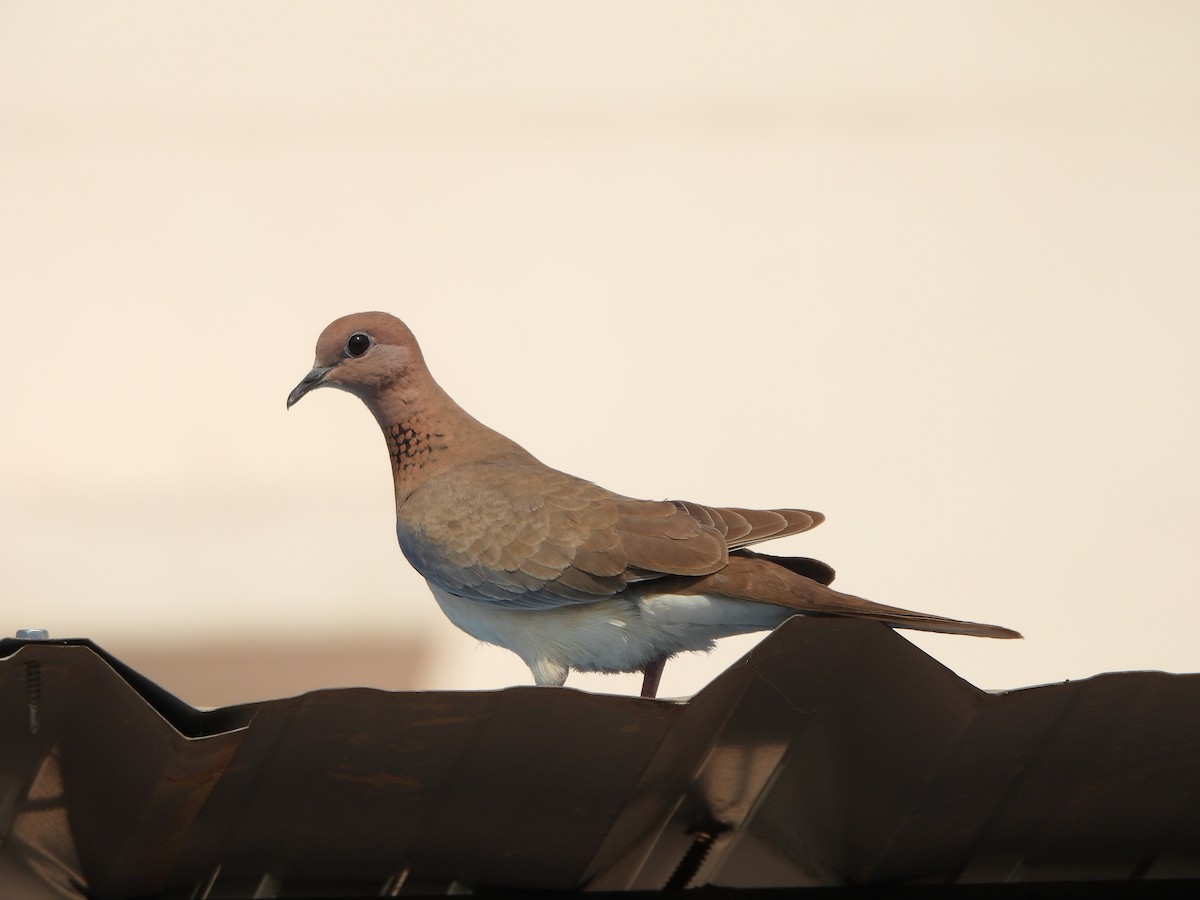 Laughing Dove - ML619015285