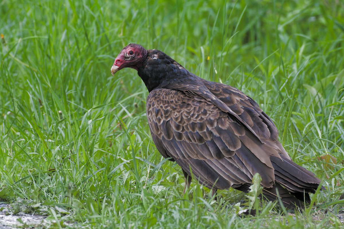 Turkey Vulture - ML619015328
