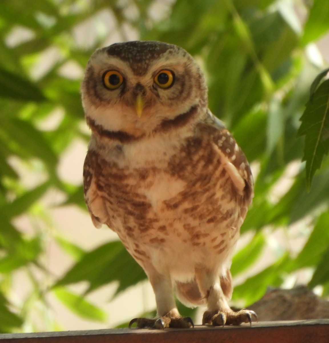 Spotted Owlet - ML619015352