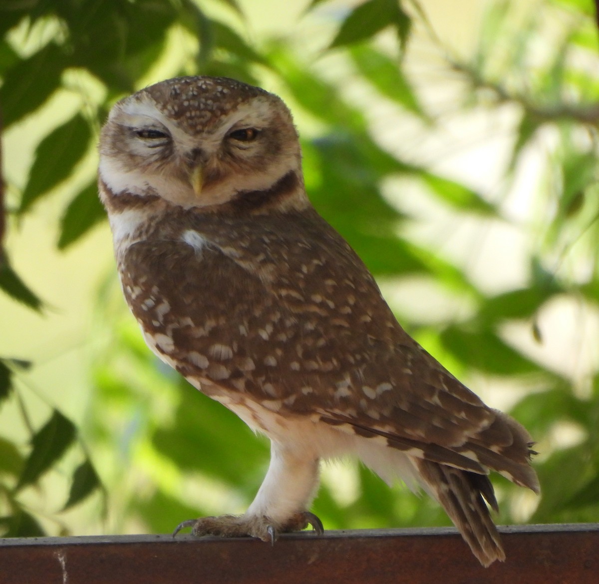 Spotted Owlet - ML619015353