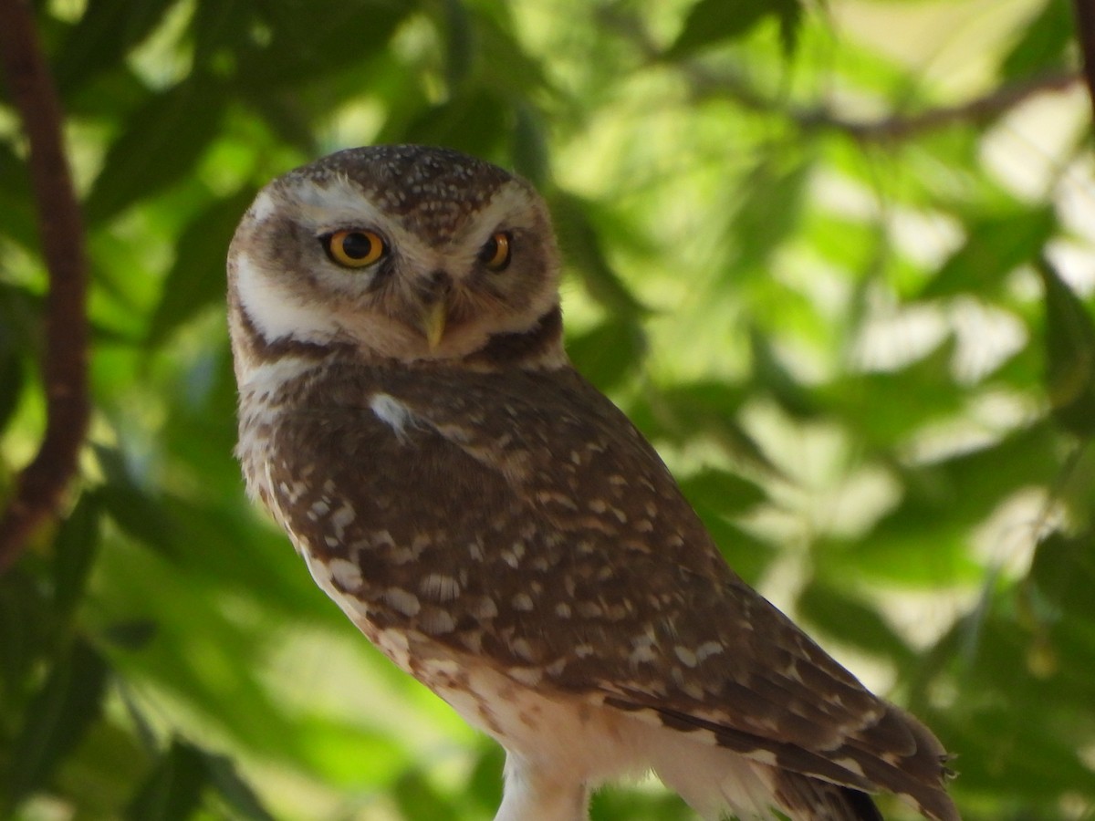 Spotted Owlet - ML619015354