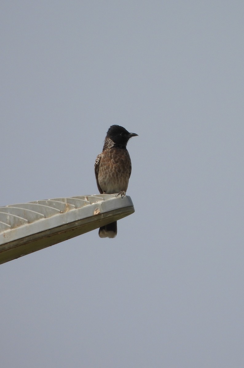 Red-vented Bulbul - ML619015360