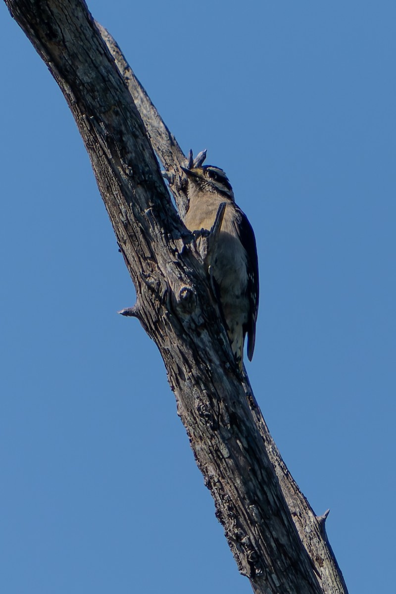 Downy Woodpecker - ML619015368