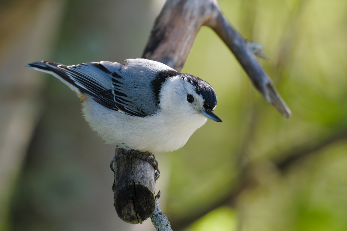 White-breasted Nuthatch - ML619015387