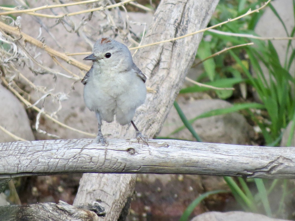 Lucy's Warbler - ML619015416