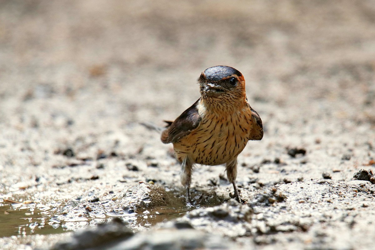 Red-rumped Swallow - ML619015425