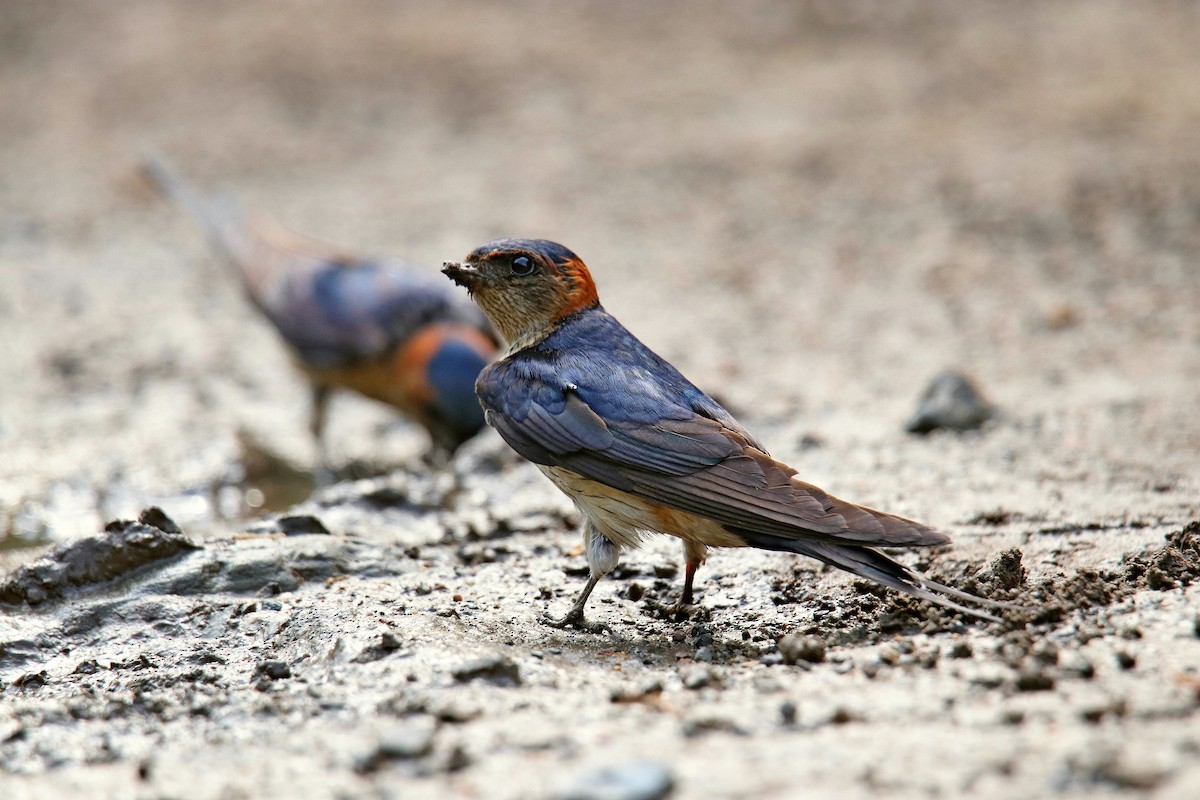 Red-rumped Swallow - ML619015428