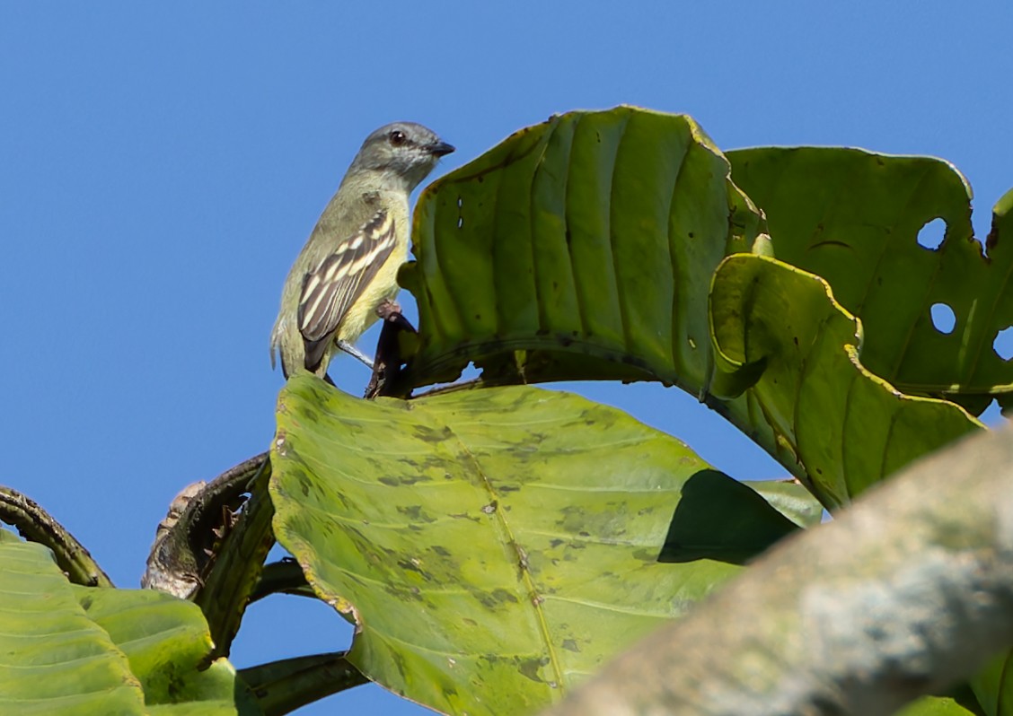 Yellow-crowned Tyrannulet - ML619015436