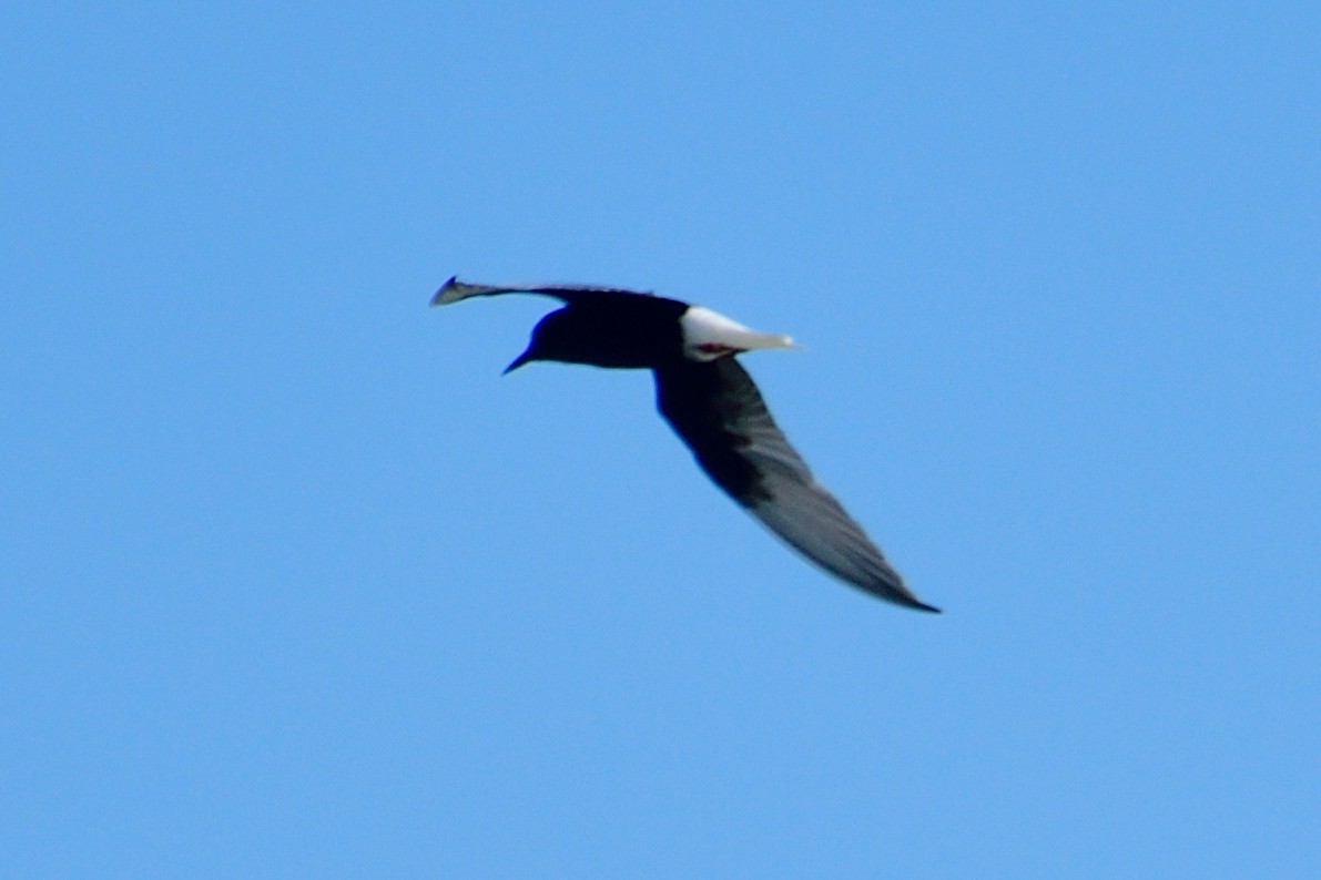 White-winged Tern - ML619015479