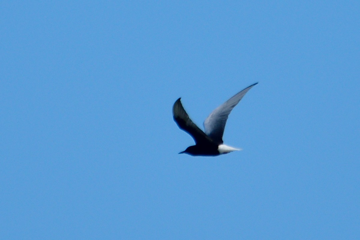 White-winged Tern - ML619015480